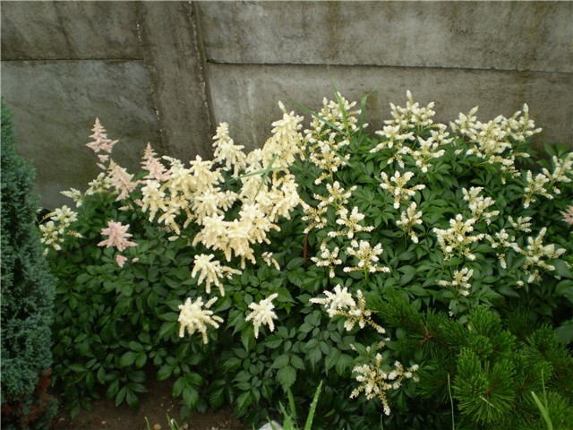 astilbe